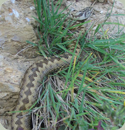 Adder
