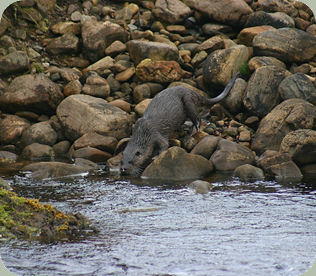 Otter